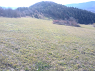 Land parcel, Ground area for sale in the suburbs of Khashuri, Georgia. Photo 5