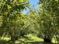 Купить частный дом с земельным участком в пригороде Зугдиди, Грузия. Фото 2