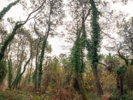 Land parcel, Ground area for sale in Ureki, Georgia. Photo 3