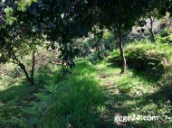 House for sale with a plot of  land and orchard and tangerine garden in Akhalsopeli, Batumi, Georgia. Photo 18
