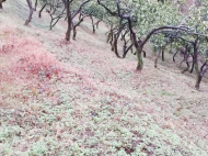 Продается дом с земельным участком в Чакви, Грузия. Фото 7