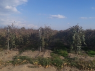 Vineyards in Shilda, Kvareli, Kakheti, Georgia. Grape variety: "Rkatsiteli".  Photo 2