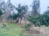 Продается земельный участок в пригороде Батуми, Хелвачаури. Мандариновый сад. Фото 2