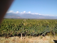 Land with vineyard, Saperavi grape, in Kakheti, Georgia. Photo 2