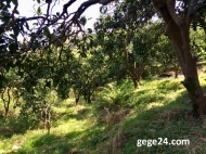 House for sale with a plot of  land and orchard and tangerine garden in Akhalsopeli, Batumi, Georgia. Photo 16