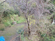 ვიყიდი კერძო სახლს საკურორტო რაიონში ჩაქვში, ჩაისუბანი. ფოტო 13