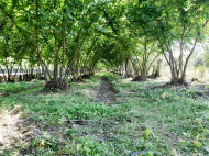 House for sale with a plot of land in the suburbs of Zugdidi, Georgia. Orchard. Walnut garden. Photo 4