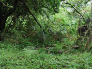 House for sale with a plot of land in the suburbs of Chohatauri, Georgia. Orchard. Walnut garden. Photo 5