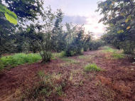 House for sale with a plot of land in the suburbs of Ozurgeti, Georgia. Photo 18