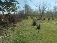 Land parcel, Ground area for sale in the suburbs of Senaki, Georgia. Natural spring, Orchard, Walnut garden. Near the river. Photo 8