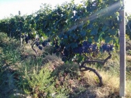 Land with vineyard, Rkatsiteli grape, in Kakheti, Georgia. Photo 4