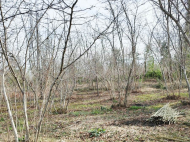 House for sale with a plot of land in the suburbs of Lanchkhuti, Georgia. Tangerine garden, Orchard. Walnut garden. Near the river. Photo 7