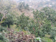 Land parcel, Ground area for sale in Akhalsopeli. Batumi, Georgia. Tangerine garden. Photo 2