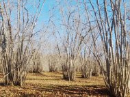 Купить дом с земельным участком в пригороде Зугдиди, Грузия. Фото 3