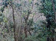 Продается дом с земельным участком в красивом месте. Купить частный дом в курортном районе Бобоквати, Грузия. У реки. Фото 5