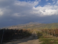 Vineyards in Shilda, Kvareli, Kakheti, Georgia. Grape variety: "Saperavi". "Kindzmarauli". Photo 2