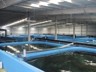 Fish farm in Batumi, Adjara, Georgia.  A sturgeon and salmon family fish farm is for sale. Photo 3