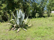 Купить частный дом с земельным участком в пригороде Зугдиди, Грузия. Фото 4