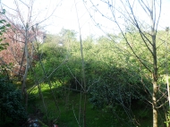 Земельный участок в Батуми с мандариновым садом Фото 2