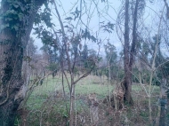 Продается земельный участок в пригороде Батуми, Хелвачаури. Мандариновый сад. Фото 4