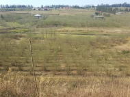 urgently for sale plot area in a quiet residential area kobuleti Photo 7