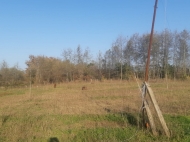 Land with a livestock farm in Nanatebi, Georgia. Vineyard. Walnut garden. Photo 31