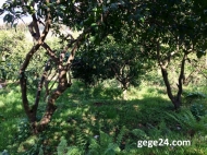 House for sale with a plot of  land and orchard and tangerine garden in Akhalsopeli, Batumi, Georgia. Photo 17