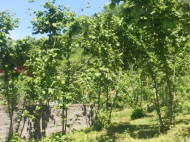 Land parcel, Ground area for sale in Erghe, Georgia. Near the river. Photo 3