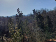 ვიყიდი კერძო სახლს საკურორტო რაიონში ბობოყვათში, საქართველო. მანდარინის ბაღი, ხილის ბაღი. თხილის ბაღი. მდინარესთან. ფოტო 6