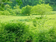 Land parcel, Ground area for sale in the suburbs of Batumi. Akhalsheni. Near the river. Natural spring. Photo 8