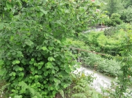 Not far from Batumi, a plot of land with a walnut garden is for sale. Photo 10