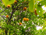 House for sale in a resort district of Kobuleti, Georgia. Tangerine garden, Orchard. Walnut garden. Photo 25