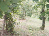 ყიდვა კერძო სახლის მიწის ნაკვეთით ქალაქგარეთ ლანჩხუთი, საქართველო. ხილის ბაღი. თხილის ბაღი. ფოტო 4