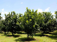 An existing agricultural complex for sale. Lagodekhi, Georgia. Photo 6