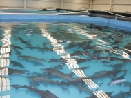 Fish farm in Batumi, Adjara, Georgia.  A sturgeon and salmon family fish farm is for sale. Photo 8