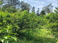 Land parcel, Ground area for sale in Mukhaestate, Georgia. Tangerine garden. Photo 4