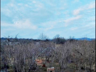 House for sale with a plot of land in the suburbs of Ozurgeti, Georgia. Photo 9