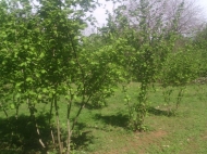 Land parcel for sale in Kobuleti, Georgia. Land with mountains view. Photo 4