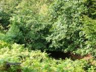 House for sale with a plot of land in Lanchkhuti, Georgia. Photo 3