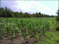 Ground area ( A plot of land ) for sale in Anaklia, Georgia. Walnut garden. Photo 13