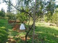 Земельный участок в Батуми с мандариновым садом Фото 4