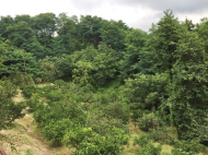 მიწის ნაკვეთი კურორტულ ზონაში მახინჯაურში, საქართველო. ფოტო 2