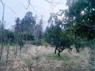 Продается земельный участок в пригороде Батуми, Хелвачаури. Мандариновый сад. Фото 1