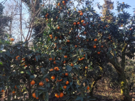 Продается частный дом с земельным участком в Шрома, Грузия. Фото 16