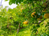 House for sale in a resort district of Kobuleti, Georgia. Tangerine garden, Orchard. Walnut garden. Photo 26