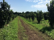 Zugdidi district, village. is fenced in one space with 46 hectares of 14,000 roots with 5-year-old Italian varieties of nuts. Electricity + water. This year we got the first harvest. Photo 4