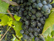 Land with vineyard, Saperavi grape, in Kakheti, Georgia. Photo 3