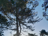 Flat with sea view. Flat for sale at the seaside Kobuleti, Georgia.   Photo 8