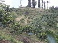 Land parcel, Ground area for sale at the seaside of Chakvi, Georgia. Land with sea view. Tangerine garden, Walnut garden. Photo 3