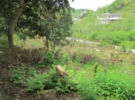 Земельный участок у серных вод в Махинджаури,Аджария,Грузия. Фото 2